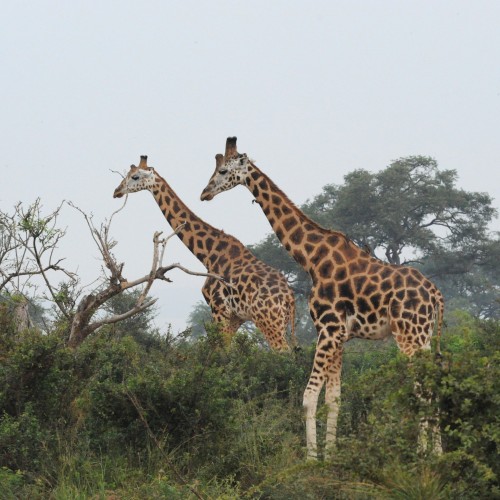 Uganda