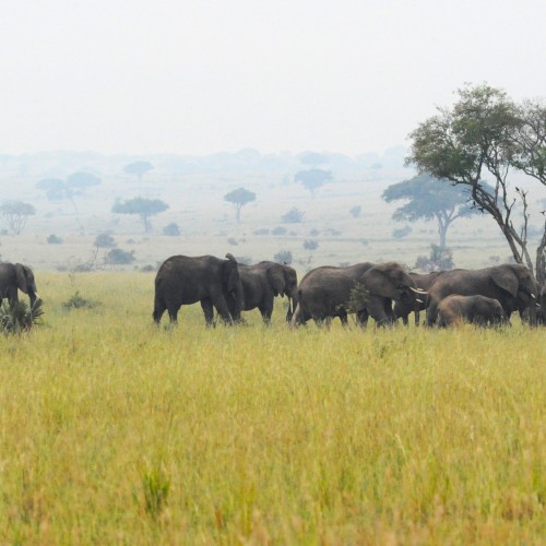 Uganda