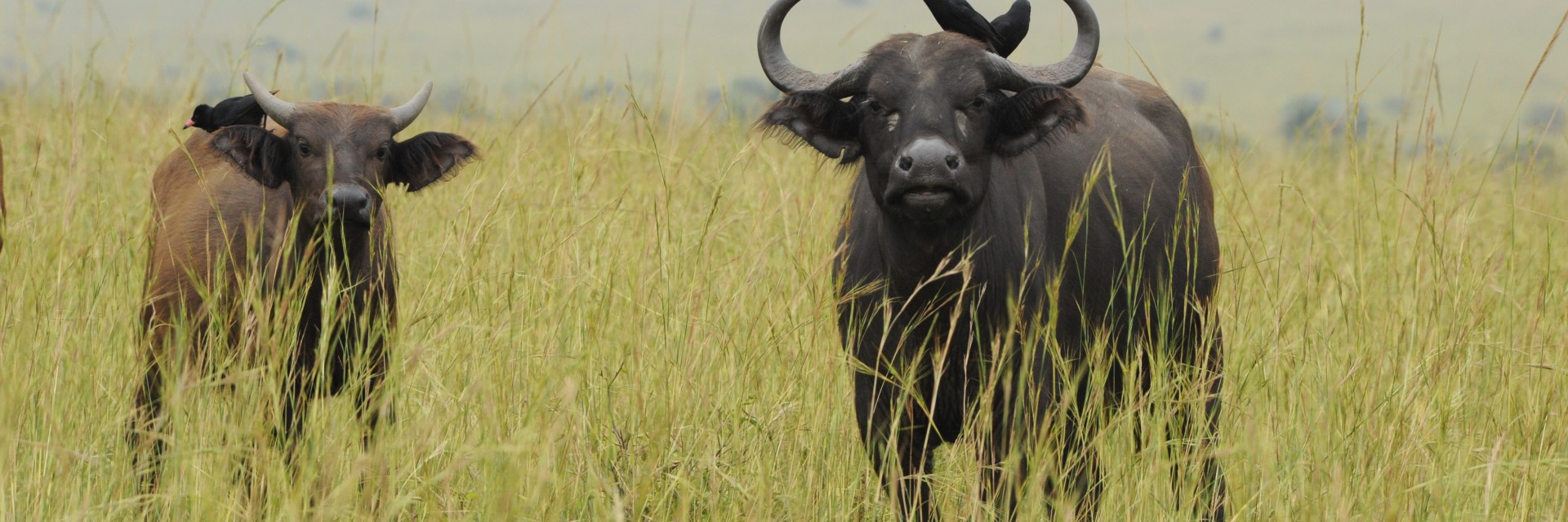 Uganda