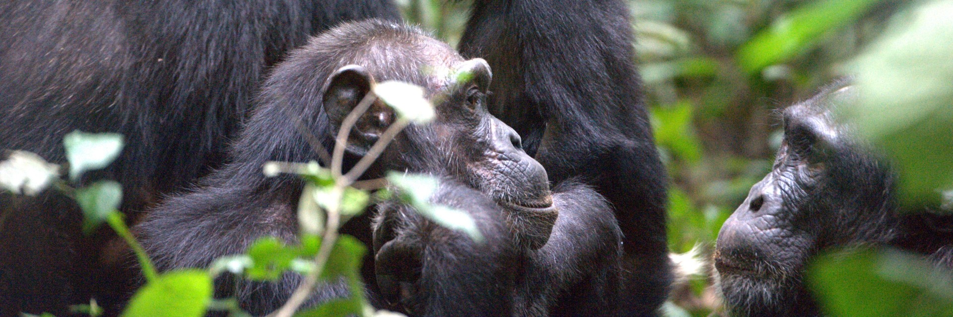 Uganda