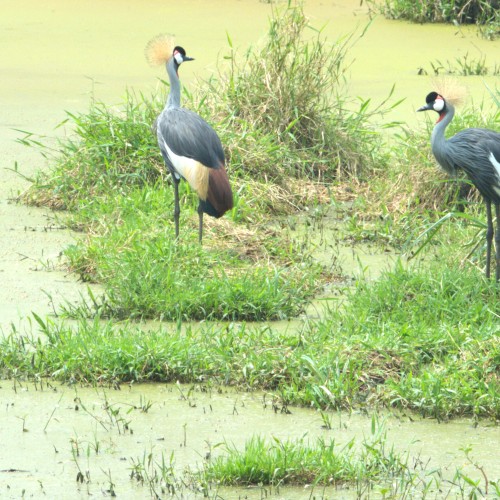 Uganda