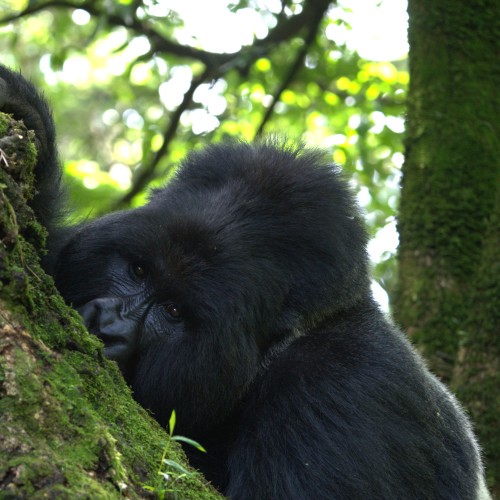 Uganda