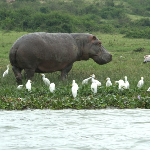 Uganda