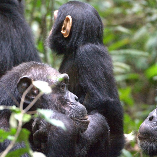 Uganda
