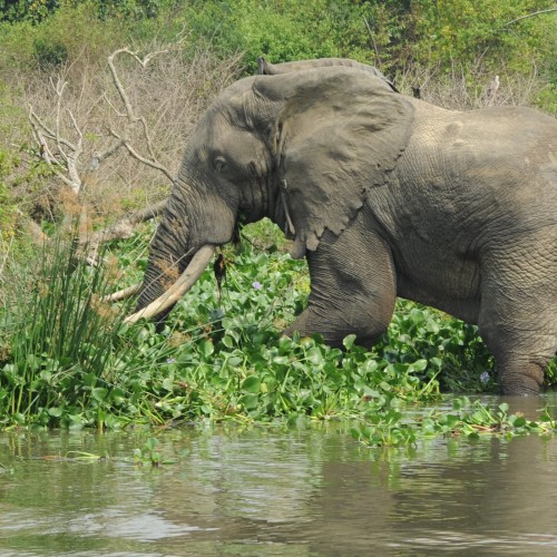 Uganda