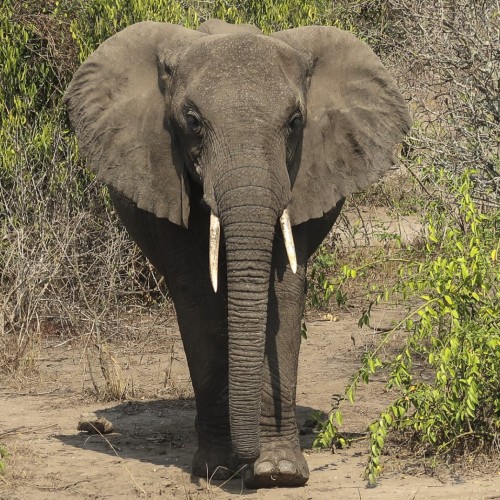 Uganda elefante