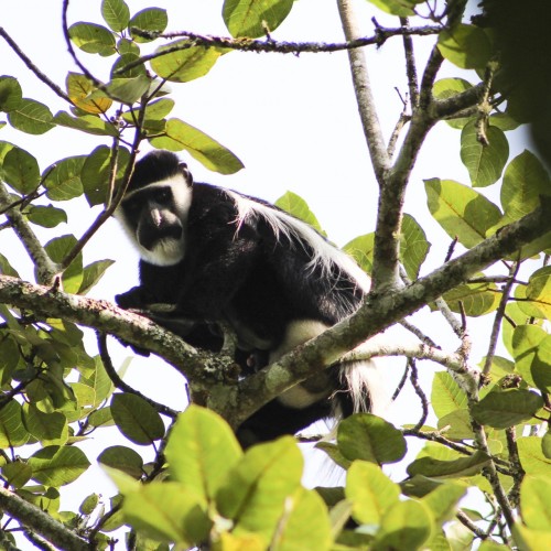 Uganda primate