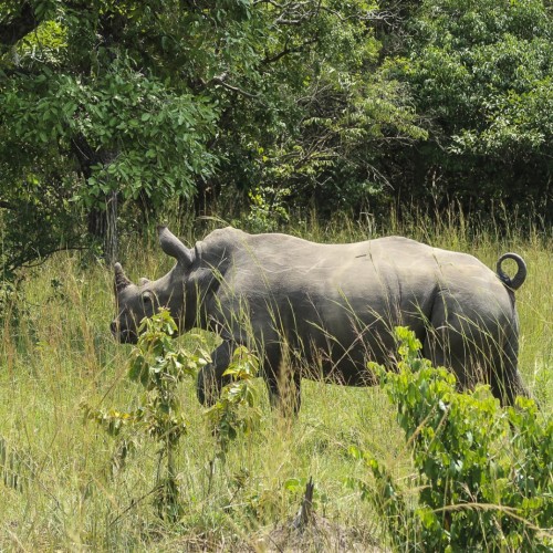 Uganda rinoceronte