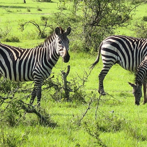 Uganda zebre