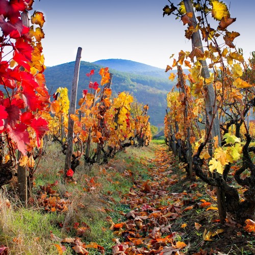 Vigneti
