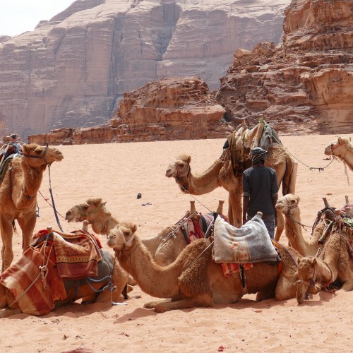 Wadi Rum cammelli