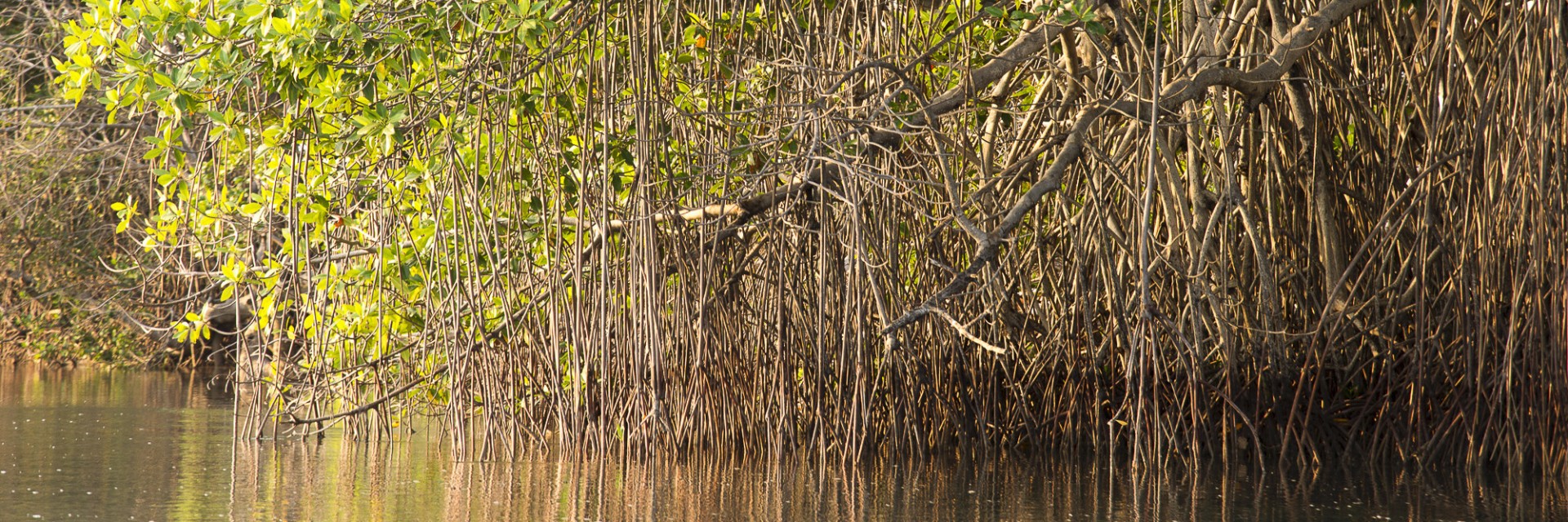 Chiapas mangrovie