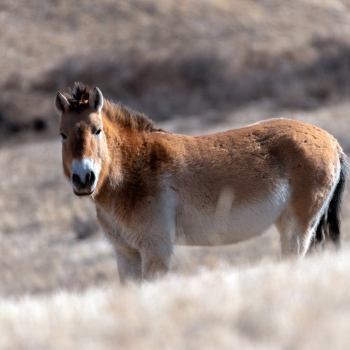 Mongolia