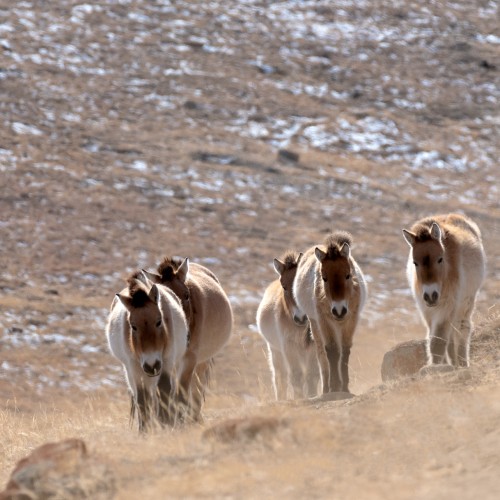 Mongolia