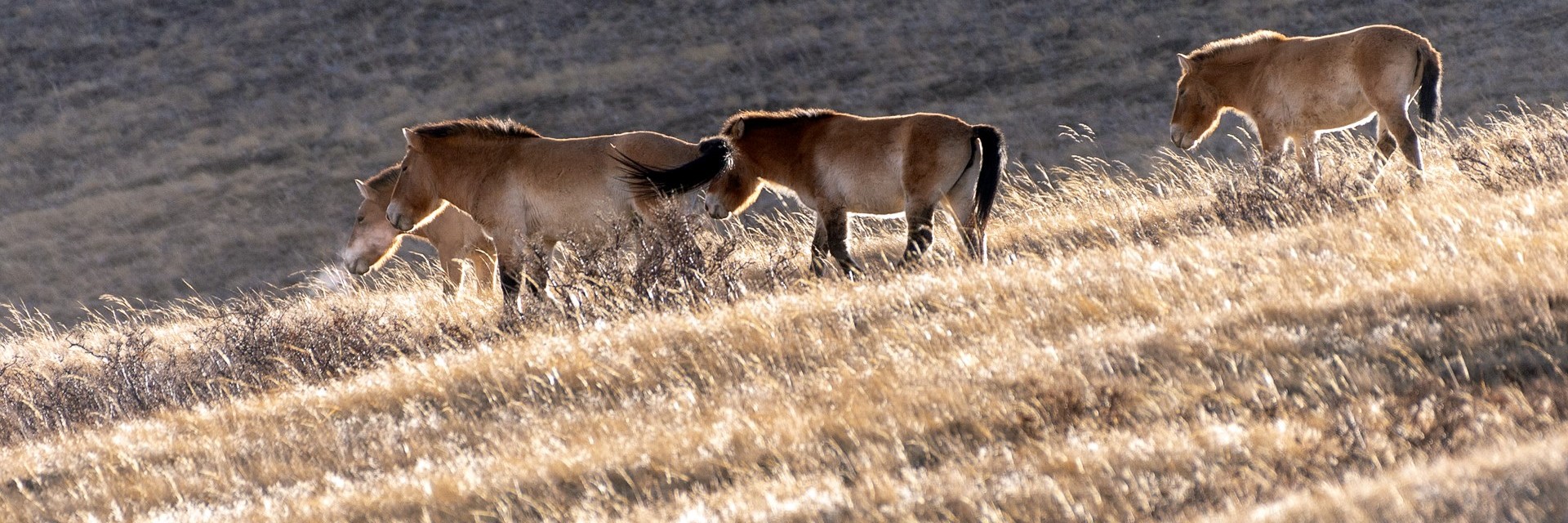 Mongolia