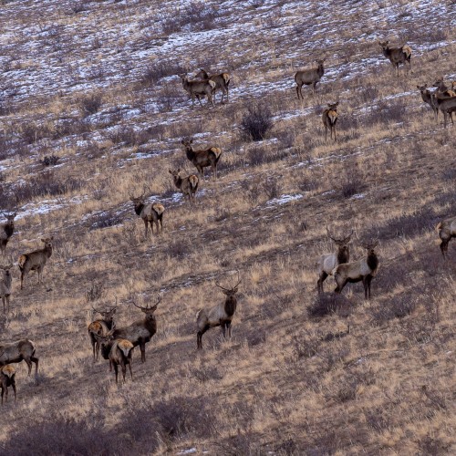 Mongolia