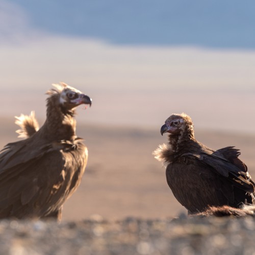 Mongolia