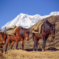 Bhutan trek