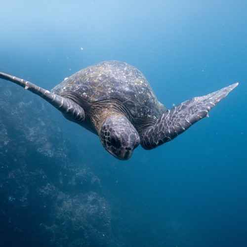 galapagos