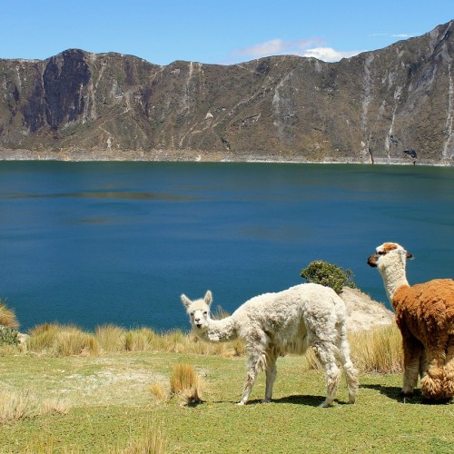 ecuador lama