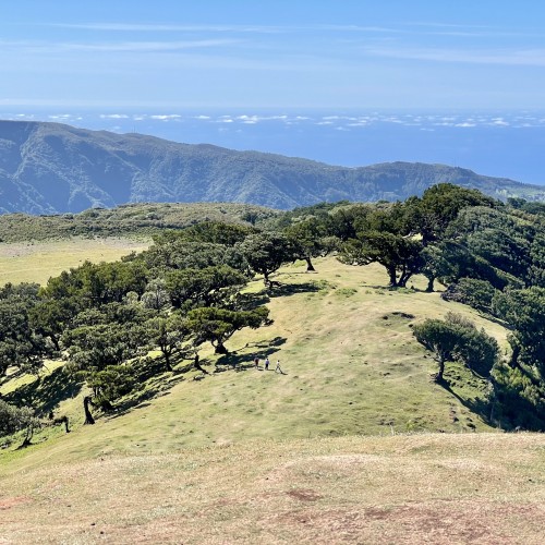 fanal madeira