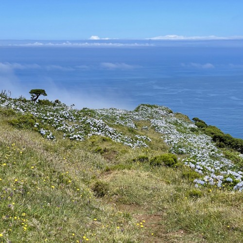 Flores altopiano