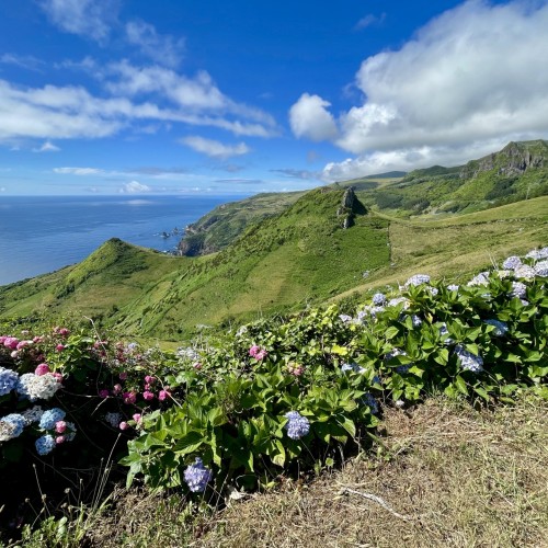 Flores Lajedo