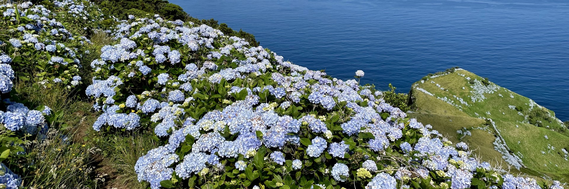 Flores-ortensie