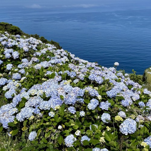 Flores-ortensie