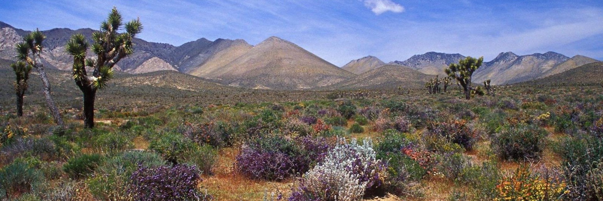 Baja california deserto in fiore