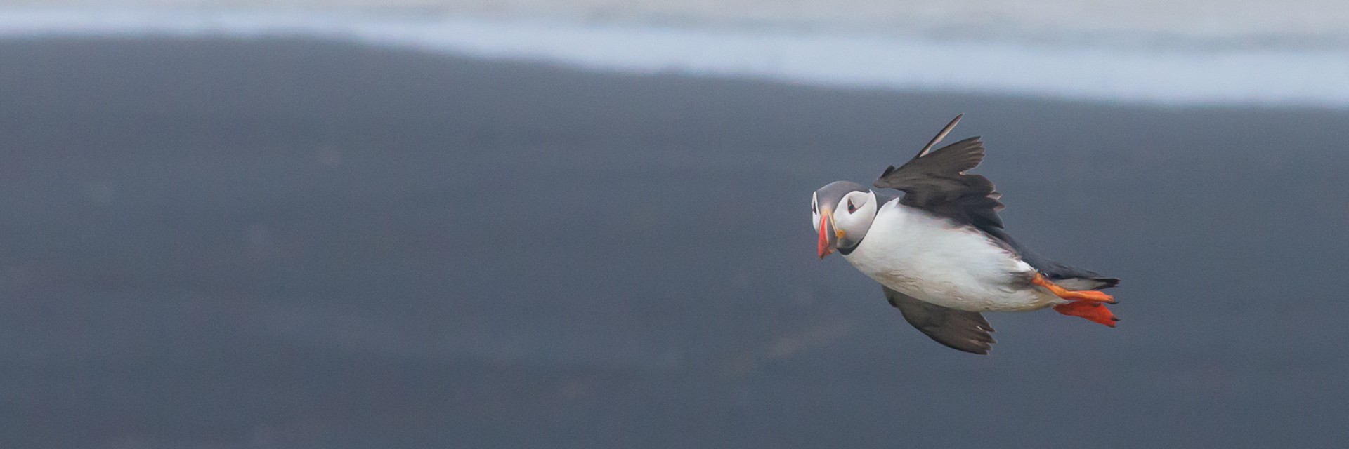 puffin