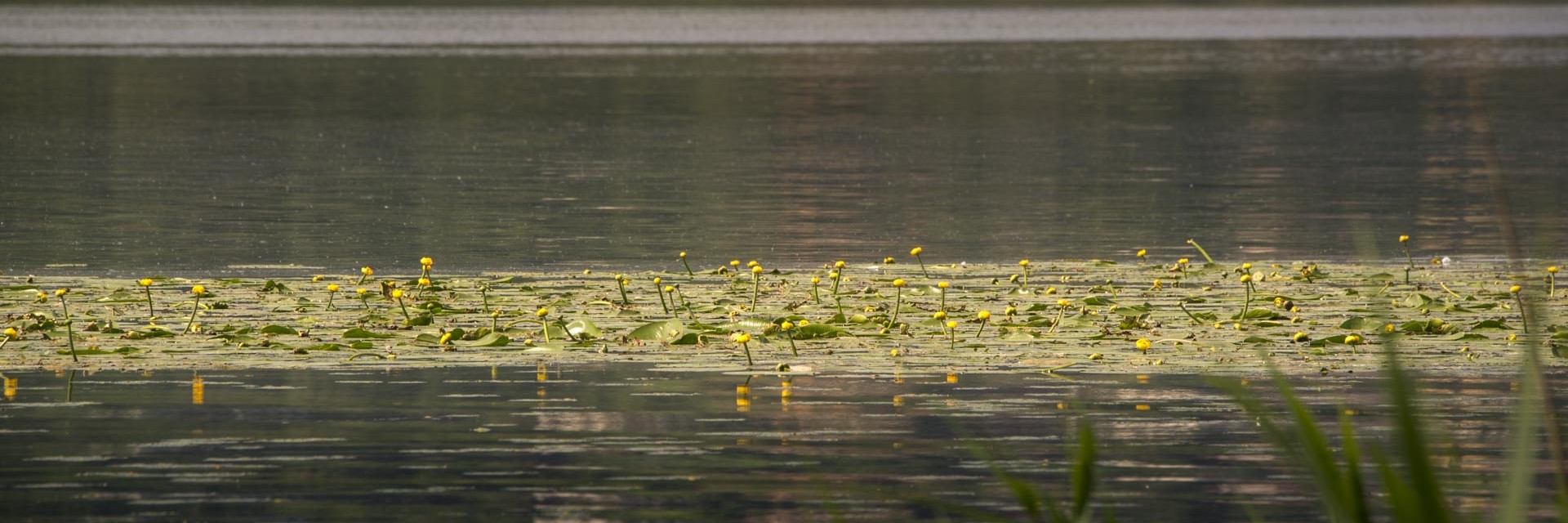 lago di Varese