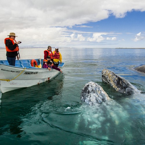 Baja california balene grigie 3