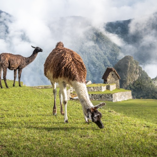 perù