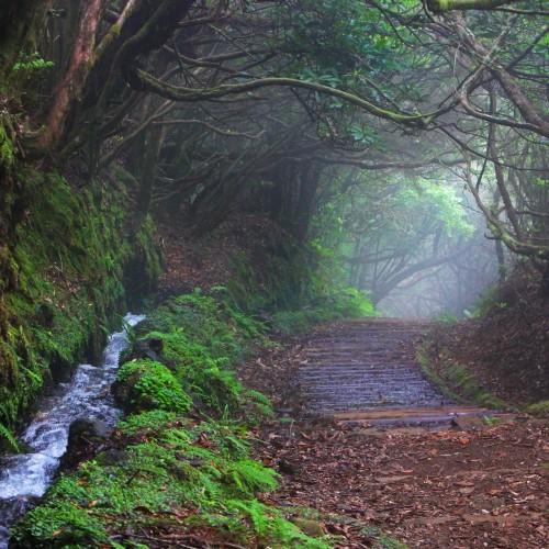 madeira