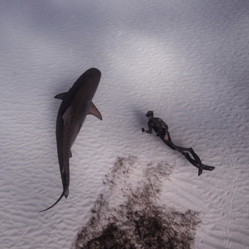 galapagos
