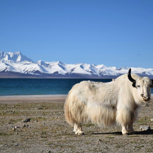 tibet
