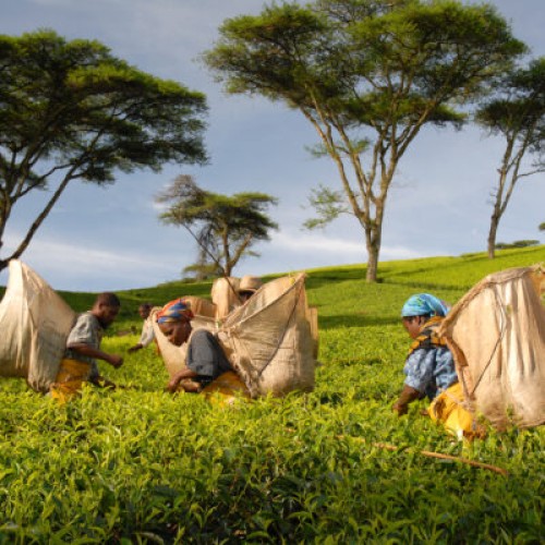 tea estate 