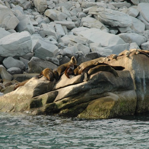 Baja california leoni marini