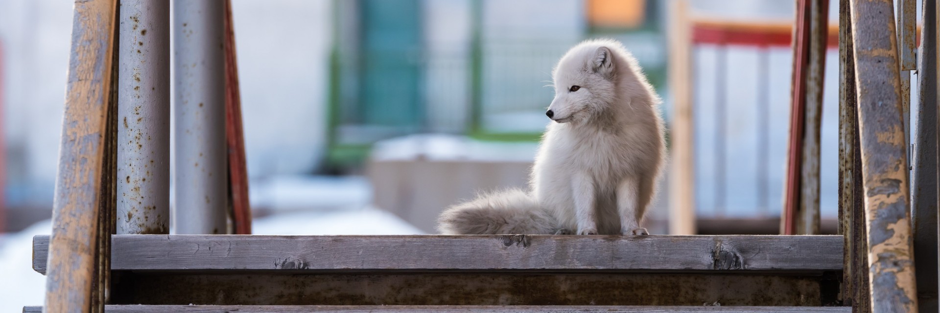 Svalbard inverno