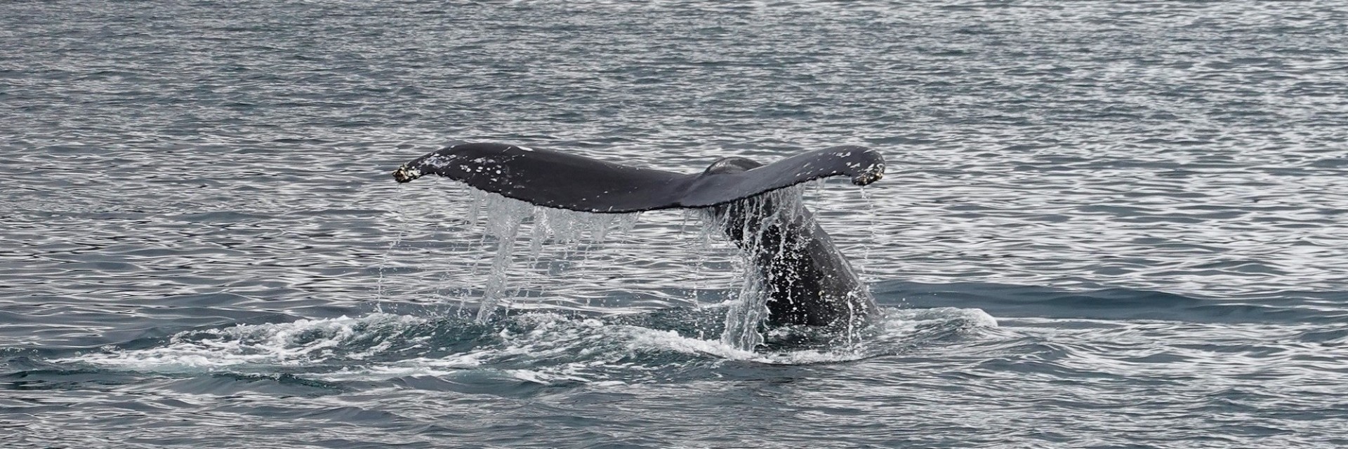 Husavik Whale watching