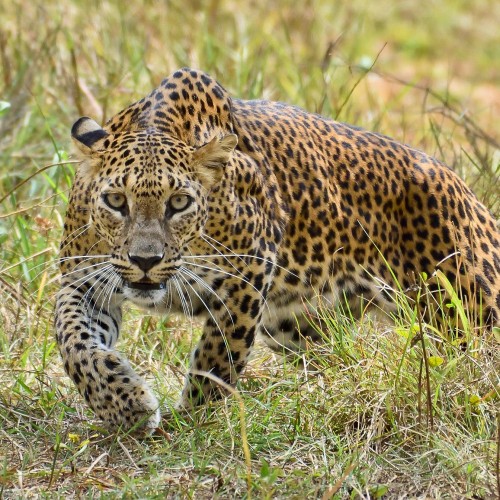 wilpattu national park